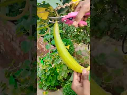 #harvesting #shorts