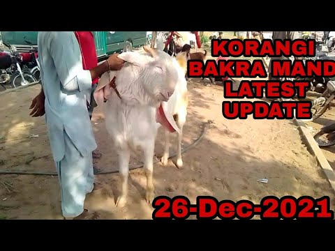 KORANGI BAKRA MANDI LATEST UPDATE  || 26 December-2021 || SHD INFORMATION ||
