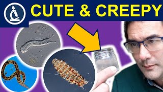 MICRO ANIMALS too small to see without a microscope 🔬 Seven tiny animals observed