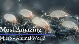 Amazing Microscopic Animal World