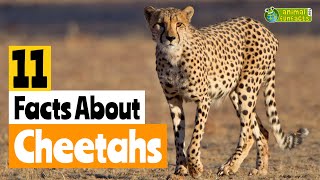 11 Facts About Cheetahs 🐱 - Learn All About Cheetahs - Animals for Kids - Educational Video