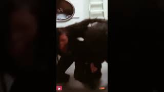 #Codemy #funnyvideo #reel #entertainment #viralvideo