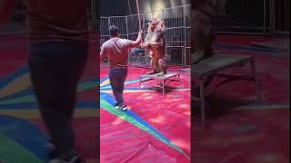 Magic with a Lion: Mind-Blowing Tricks  #lion #magic #rendingshorts #viralshorts