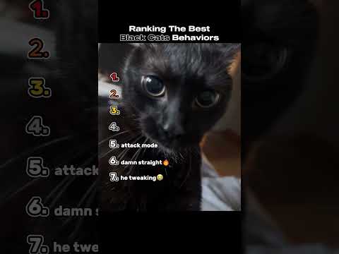 Ranking The Best Black Cats Behaviors