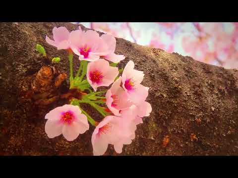 Xuân Xưa Bất Hủ | vinhvlogsaigon