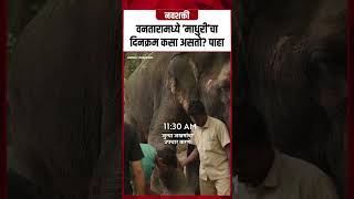Madhuri Elephant : Vantaraमध्ये 'माधुरी'चा दिनक्रम कसा असतो? पाहा #Shorts