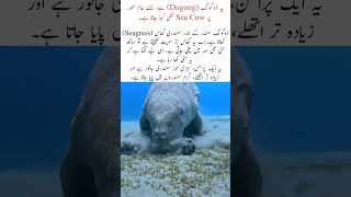 Dugong Eating Seagrass Underwater Rare Sea Cow Feeding Scene. #nature #naturefacts #wildlife #shorts