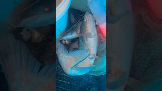 These Illuminating Jugs are awesome! Definitely a game changer! #Bayoubobber #fishing #jugfishing