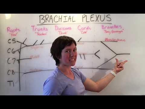 Brachial Nerve Plexus