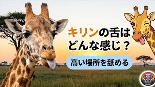キリンの言語はどのようなものですか？ ｜動物ドキュメンタリー