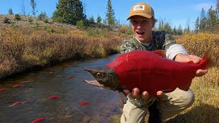 This TINY Stream is LOADED with Fish! (Salmon Spawn)