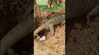 Girgit Ne Diya Anda | Real Chameleon Egg Laying Video | Rare Nature Moment #shorts #beautyofnature