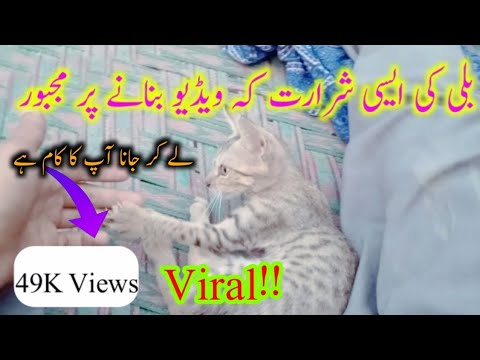 The devilment Of my Cat💖🐈