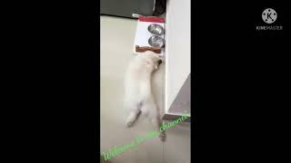 Fun time with my pet#funny moment #enjoying#dog_features