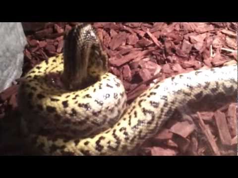 Yellow Anaconda eating 2