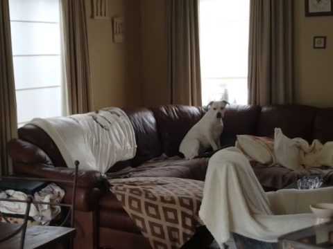Pitbull attacks cane corso puppy