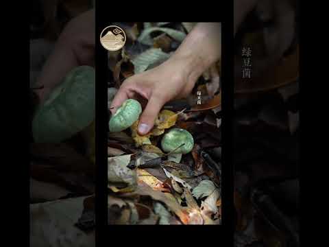 🌿 Healing in Nature | Picking Wild Vegetables in the Mountains | Relaxing ASMR Journey#ancientchina