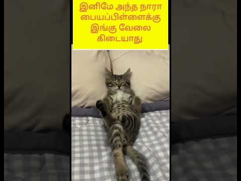 இனிமே அந்த நாரா பையப்பிள்ளைக்கு இங்கு வேலை கிடையாது