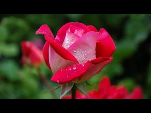 lightroom best colour Effect | lightroom photo editing