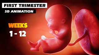 First Trimester - Pregnancy Journey | 3D Animation