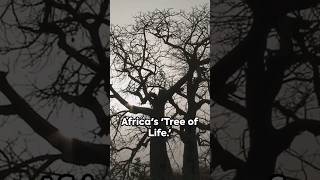 Mysterious facts of Baobab Tree 🌲🌳 #shorts #mystery #mysterious #baobabtree #findyourpath #viral