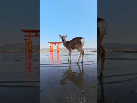 Japan Pilgrimage 🌸⛩️📸 filmed entirely with insta360 X5