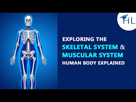 Exploring the Skeletal System and Muscular System: A Fun Guide for Students!