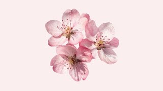a playlist for new beginnings °❀.࿔