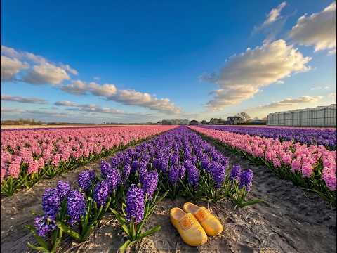 Dutch Flower Fields. Cozy Spring Flower Field Ambience 🌷 Relaxing Piano Jazz for Work, Study, Sleep