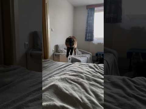 Kočka nebo pes ?