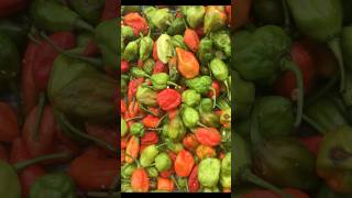 বোম্বাই মরিচ | Naga Chilli 🌶 🥵 #naga_morich #bombaimorichphuchka #chilli #chillichallenge #shorts