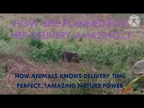 how animal knows their delevery time perfectly#animal#wildlife #wildlifephotography #wildtelicast