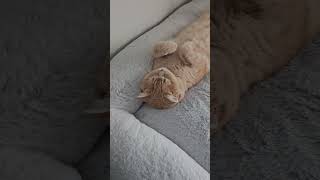When your cat is living the life you want #cat #adayinmylife #catvideos #catlover