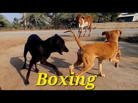 Boxing and fighting with dogs🫣🙊🙊🙊