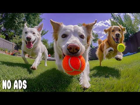 12 Hours of Dog TV for Dogs to Watch🐶Anti-Anxiety Healing Music for Dogs | Sleep & Stress Relief