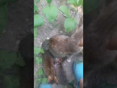 kedilerimin tanıtımı