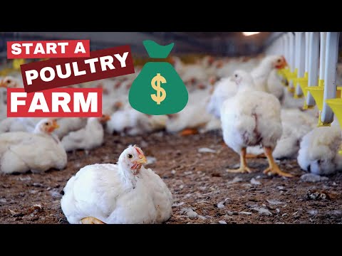 How to Start a Poultry Farm in Nigeria and Make Millions