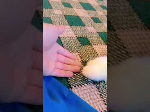 Enjoy with my small hen #hen #short #vibes #funny #childerns