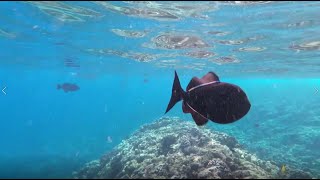 Molokini Snorkel w/ PacWhale Eco Adventures 032823 HD