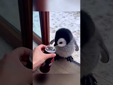 cute 😍 #penguin #cutebirds