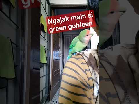 Lovebird jinak #lovebird #tamebird #burungjinak