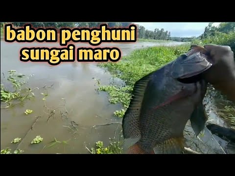 Mancing Nila babon..!! umpan lumut sawah dan garam