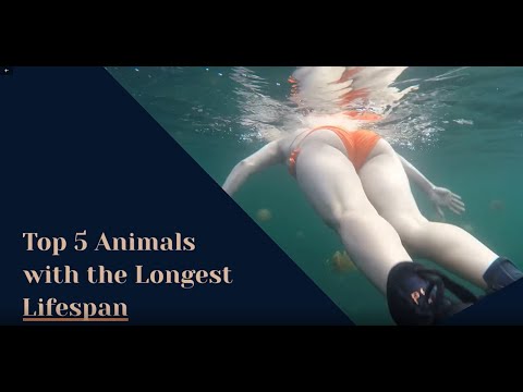 TOP 5 Animals with longest life