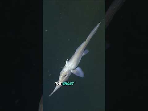 Unveiling the Ghost Shark: The Ocean’s Eerie Predator! #wildlife #mantisshrimp #animals