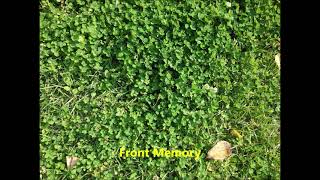 [Emiko Suzuki x Seiji Kameda] - Front Memory 1 Hours / フロントメモリー 耐久