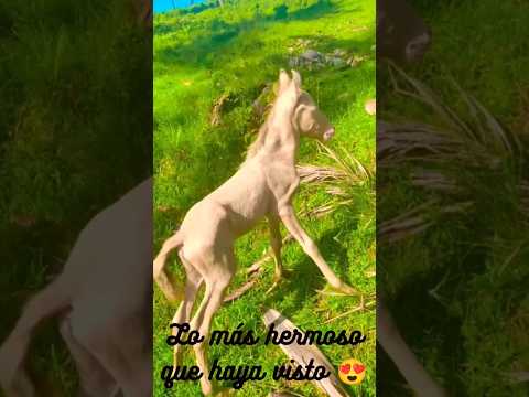 Nació un pura Sangre 😍