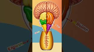 The 'Second Brain' in Your Gut! #GutHealth #SecondBrain