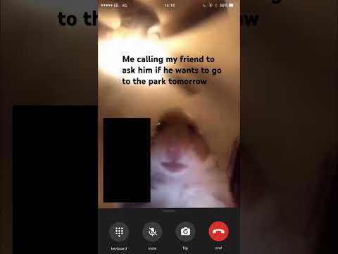 hamster meme calling #hamstermeme #ringtone #phone #funny #call #funnyvideos #animals