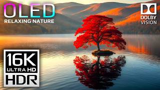 Experience TRUE Visual Perfection | 16K HDR Dolby Vision 240fps Nature
