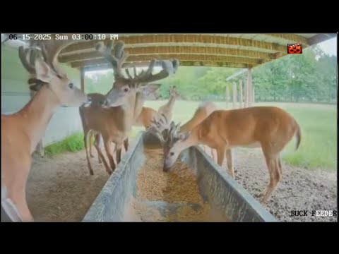 Monster Whitetail Bucks at the Farm Feeder #LipCurlScents #shorts
